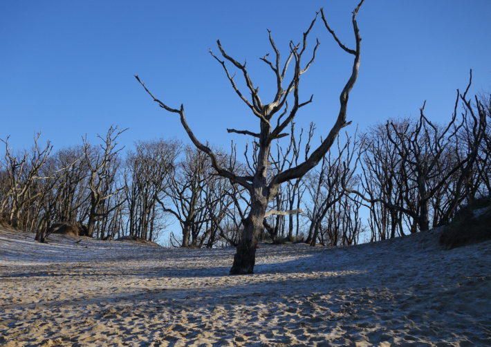 dunes-tree-1