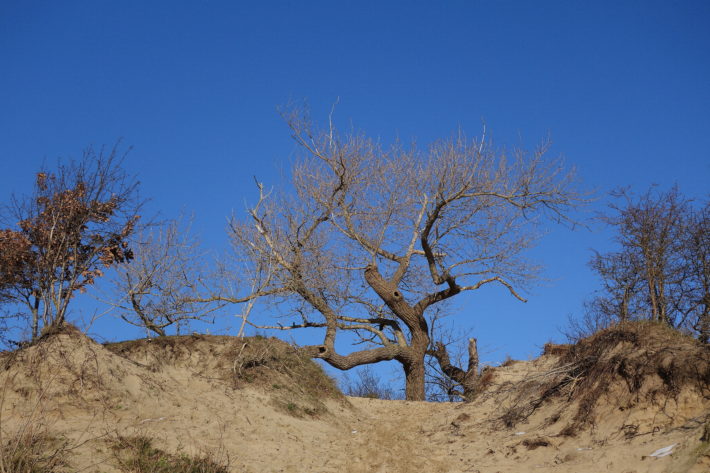 dunes tree 3